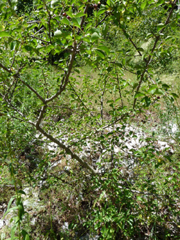 Arbrisseau voire arbre pouvant dépasser 10 mètres. Agrandir dans une nouvelle fenêtre (ou onglet)