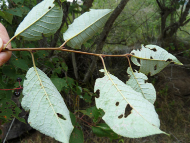 Face inférieure des feuilles. Agrandir dans une nouvelle fenêtre (ou onglet)