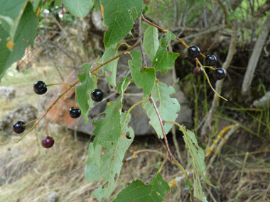 Petits fruits sphériques (drupes), d'abord rouges puis noires et brillantes. Agrandir dans une nouvelle fenêtre (ou onglet)