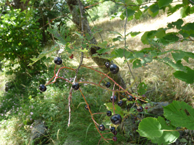 Petits fruits sphériques (drupes), d'abord rouges puis noires et brillantes. Agrandir dans une nouvelle fenêtre (ou onglet)