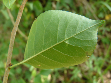 Face inférieure des feuilles. Agrandir dans une nouvelle fenêtre (ou onglet)