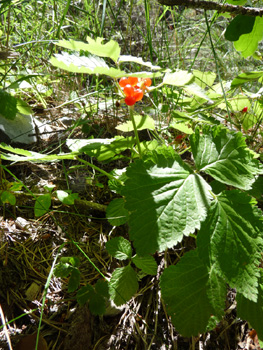 Plante vivace d'une vingtaine de centimètres de hauteur. Agrandir dans une nouvelle fenêtre (ou onglet)