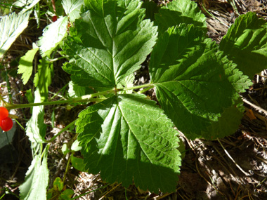 Feuilles glabres composées de 3 folioles dont la face inférieure est verte. Agrandir dans une nouvelle fenêtre (ou onglet)