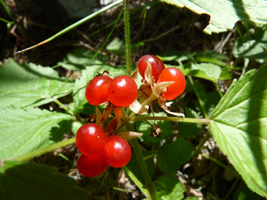 Fruits formés de 2 à 6 drupéoles devenant rougeâtres à maturité. Agrandir dans une nouvelle fenêtre (ou onglet)