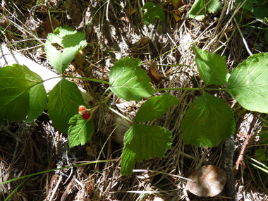 Plante vivace d'une vingtaine de centimètres de hauteur. Agrandir dans une nouvelle fenêtre (ou onglet)