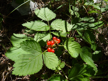 Plante vivace d'une vingtaine de centimètres de hauteur. Agrandir dans une nouvelle fenêtre (ou onglet)