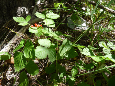 Plante vivace d'une vingtaine de centimètres de hauteur. Agrandir dans une nouvelle fenêtre (ou onglet)