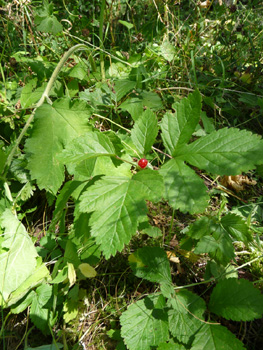 Plante vivace d'une vingtaine de centimètres de hauteur. Agrandir dans une nouvelle fenêtre (ou onglet)