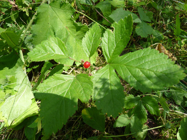 Plante vivace d'une vingtaine de centimètres de hauteur. Agrandir dans une nouvelle fenêtre (ou onglet)