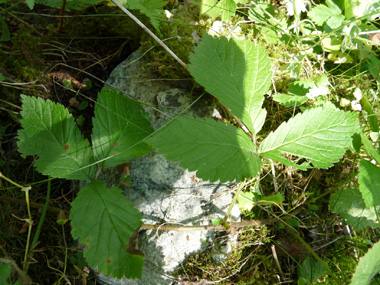 Plante vivace d'une vingtaine de centimètres de hauteur. Agrandir dans une nouvelle fenêtre (ou onglet)