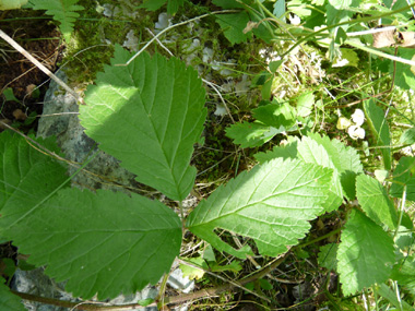 Feuilles glabres composées de 3 folioles dont la face inférieure est verte. Agrandir dans une nouvelle fenêtre (ou onglet)