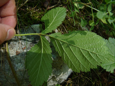 Face inférieure de la feuille de couleur verte. Agrandir dans une nouvelle fenêtre (ou onglet)