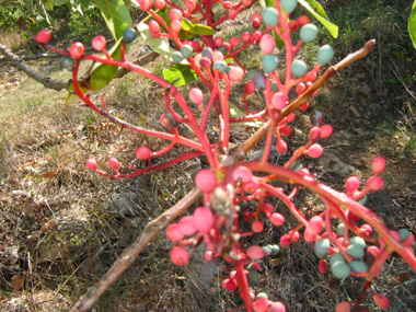 Fruits en petites drupes globuleuses d'abord rouges puis devenant brunes à maturité. Agrandir dans une nouvelle fenêtre (ou onglet)