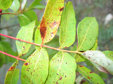 Feuilles composées de 5 à 11 grandes folioles ovales, brillantes dessus mais ternes sur la face inférieure. Agrandir dans une nouvelle fenêtre (ou onglet)