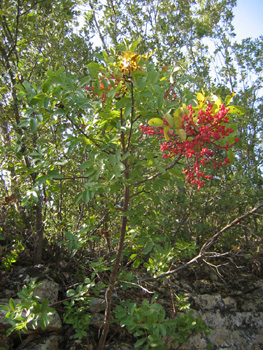 Fruits en petites drupes globuleuses d'abord rouges puis devenant brunes à maturité. Agrandir dans une nouvelle fenêtre (ou onglet)