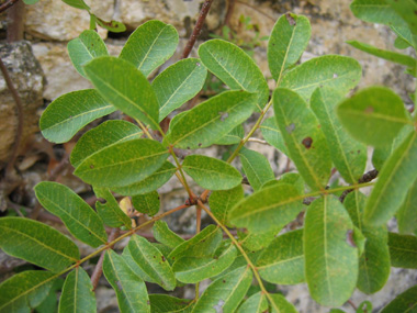 Feuilles composées de 5 à 11 grandes folioles ovales, brillantes dessus mais ternes sur la face inférieure. Agrandir dans une nouvelle fenêtre (ou onglet)