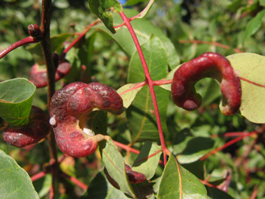 Il n'est pas rare qu'apparaissent à l'automne des galles en forme de gousses en réaction de piqûres de pucerons. Agrandir dans une nouvelle fenêtre (ou onglet)