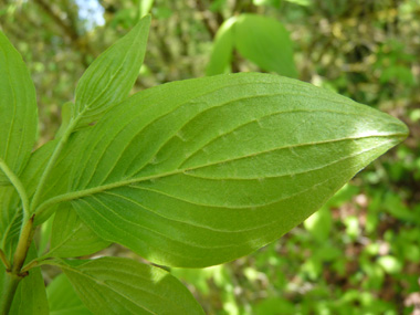 Face inférieure de la feuille présentant des poils dirigés dans le même sens. Agrandir dans une nouvelle fenêtre (ou onglet)