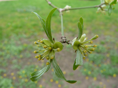 Petites fleurs jaunes groupées en corymbes. Agrandir dans une nouvelle fenêtre (ou onglet)