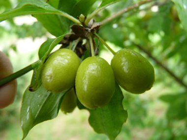 Fruits d'abord verts puis devenant jaunâtres puis rouge orangés à maturité; en forme de drupes ovoïdes, leur taille peut dépasser 1 cm 1 cm. Agrandir dans une nouvelle fenêtre (ou onglet)