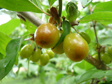 Fruits d'abord verts puis devenant jaunâtres puis rouge orangés à maturité; en forme de drupes ovoïdes, leur taille peut dépasser 1 cm 1 cm. Agrandir dans une nouvelle fenêtre (ou onglet)