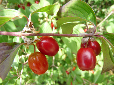 Fruits d'abord verts puis devenant jaunâtres puis rouge orangés à maturité; en forme de drupes ovoïdes, leur taille peut dépasser 1 cm 1 cm. Agrandir dans une nouvelle fenêtre (ou onglet)