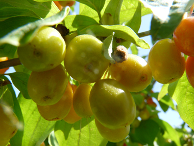 Fruits d'abord verts puis devenant jaunâtres puis rouge orangés à maturité; en forme de drupes ovoïdes, leur taille peut dépasser 1 cm 1 cm. Agrandir dans une nouvelle fenêtre (ou onglet)