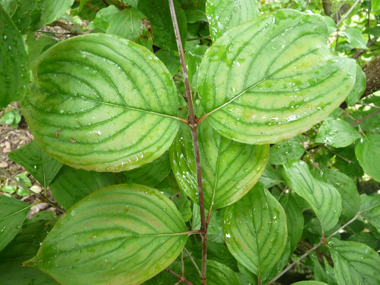 Feuilles opposées et décussées, ovales à longue pointe et dotées, sur leur face inférieure, de poils dirigés dans le même sens. Agrandir dans une nouvelle fenêtre (ou onglet)