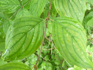 Feuilles opposées et décussées, ovales à longue pointe et dotées, sur leur face inférieure, de poils dirigés dans le même sens. Agrandir dans une nouvelle fenêtre (ou onglet)