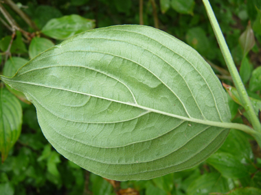 Face inférieure de la feuille présentant des poils dirigés dans le même sens. Agrandir dans une nouvelle fenêtre (ou onglet)