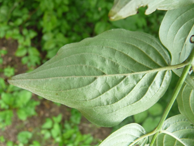 Face inférieure de la feuille présentant des poils dirigés dans le même sens. Agrandir dans une nouvelle fenêtre (ou onglet)