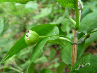 Fruits d'abord verts puis devenant jaunâtres puis rouge orangés à maturité; en forme de drupes ovoïdes, leur taille peut dépasser 1 cm 1 cm. Agrandir dans une nouvelle fenêtre (ou onglet)