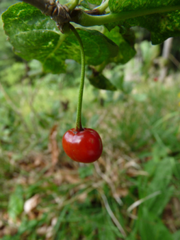 Fruits d'abord verts puis devenant jaunâtres puis rouge orangés à maturité; en forme de drupes ovoïdes, leur taille peut dépasser 1 cm 1 cm. Agrandir dans une nouvelle fenêtre (ou onglet)