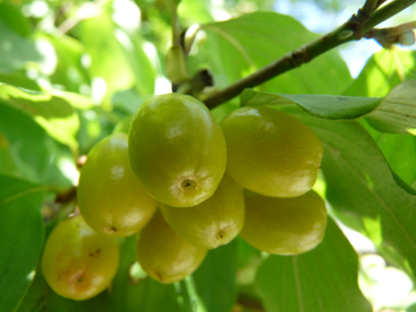 Fruits d'abord verts puis devenant jaunâtres puis rouge orangés à maturité; en forme de drupes ovoïdes, leur taille peut dépasser 1 cm 1 cm. Agrandir dans une nouvelle fenêtre (ou onglet)