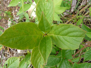 Feuilles opposées et décussées, ovales à longue pointe et dotées, sur leur face inférieure, de poils dirigés dans le même sens. Agrandir dans une nouvelle fenêtre (ou onglet)