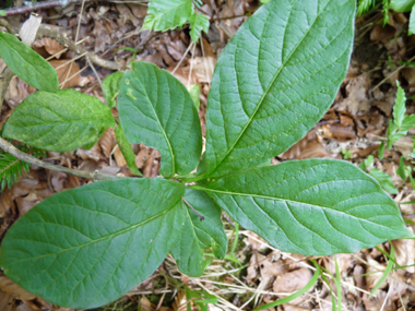 Feuilles opposées et décussées, ovales à longue pointe et dotées, sur leur face inférieure, de poils dirigés dans le même sens. Agrandir dans une nouvelle fenêtre (ou onglet)