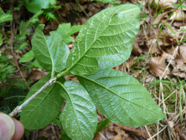 Face inférieure de la feuille présentant des poils dirigés dans le même sens. Agrandir dans une nouvelle fenêtre (ou onglet)