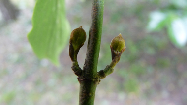 Jeunes rameaux pubescents et bourgeons axillaires opposés et un peu écartés du rameau. Agrandir dans une nouvelle fenêtre ou onglet)