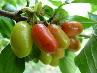 Fruits d'abord verts puis devenant jaunâtres puis rouge orangés à maturité; en forme de drupes ovoïdes, leur taille peut dépasser 1 cm 1 cm. Agrandir dans une nouvelle fenêtre (ou onglet)