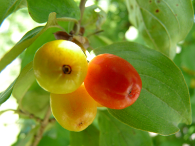 Fruits d'abord verts puis devenant jaunâtres puis rouge orangés à maturité; en forme de drupes ovoïdes, leur taille peut dépasser 1 cm 1 cm. Agrandir dans une nouvelle fenêtre (ou onglet)