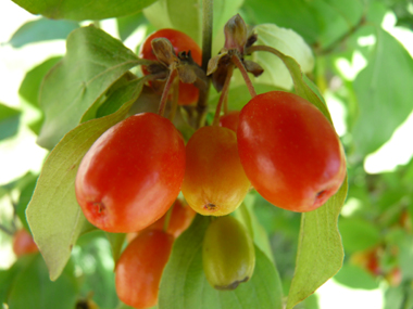 Fruits d'abord verts puis devenant jaunâtres puis rouge orangés à maturité; en forme de drupes ovoïdes, leur taille peut dépasser 1 cm 1 cm. Agrandir dans une nouvelle fenêtre (ou onglet)