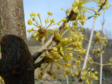 Petites fleurs jaunes groupées en corymbes. Agrandir dans une nouvelle fenêtre (ou onglet)