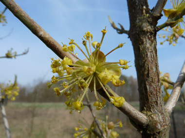 Petites fleurs jaunes groupées en corymbes. Agrandir dans une nouvelle fenêtre (ou onglet)