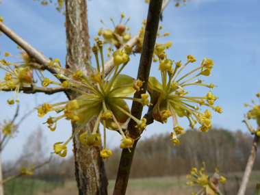 Petites fleurs jaunes groupées en corymbes. Agrandir dans une nouvelle fenêtre (ou onglet)