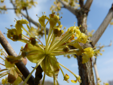 Petites fleurs jaunes groupées en corymbes. Agrandir dans une nouvelle fenêtre (ou onglet)