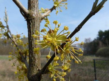 Petites fleurs jaunes groupées en corymbes. Agrandir dans une nouvelle fenêtre (ou onglet)