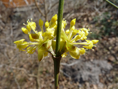 Petites fleurs jaunes groupées en corymbes. Agrandir dans une nouvelle fenêtre (ou onglet)