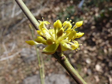 Petites fleurs jaunes groupées en corymbes. Agrandir dans une nouvelle fenêtre (ou onglet)