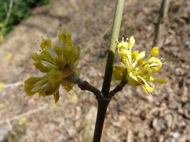 Petites fleurs jaunes groupées en corymbes. Agrandir dans une nouvelle fenêtre (ou onglet)