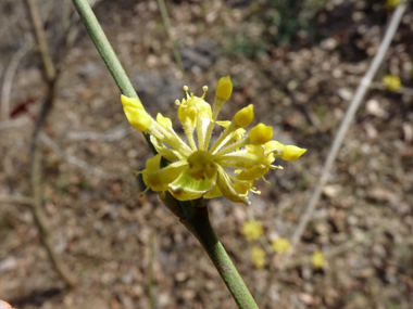 Petites fleurs jaunes groupées en corymbes. Agrandir dans une nouvelle fenêtre (ou onglet)